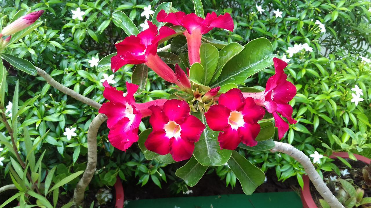 Marari Coastal Dreams Home Stay Alappuzha Buitenkant foto